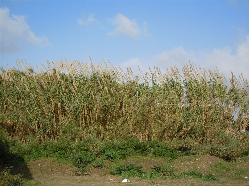 Piante altissime - Arundo donax